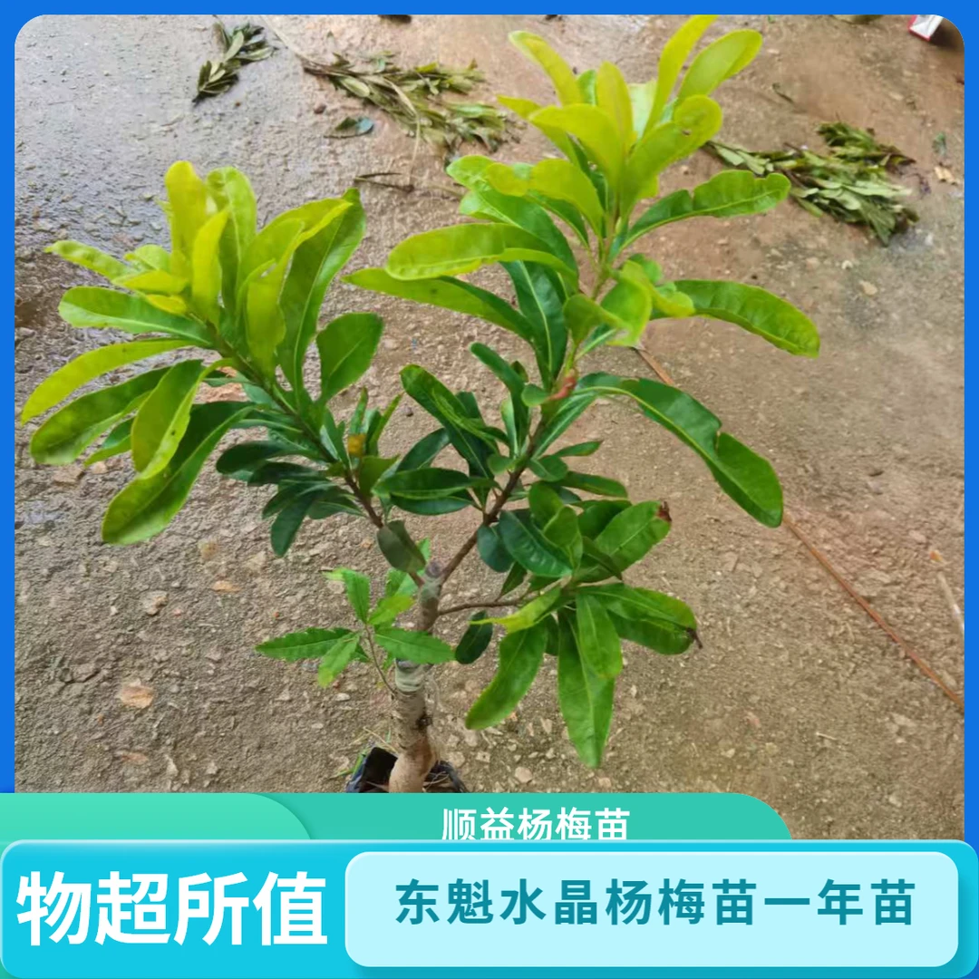 顺益果树苗黑炭水晶杨梅一年苗