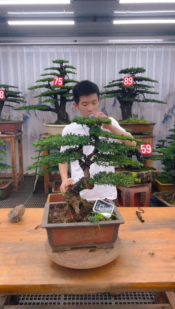 无花朵精品盆景直播间一物一拍