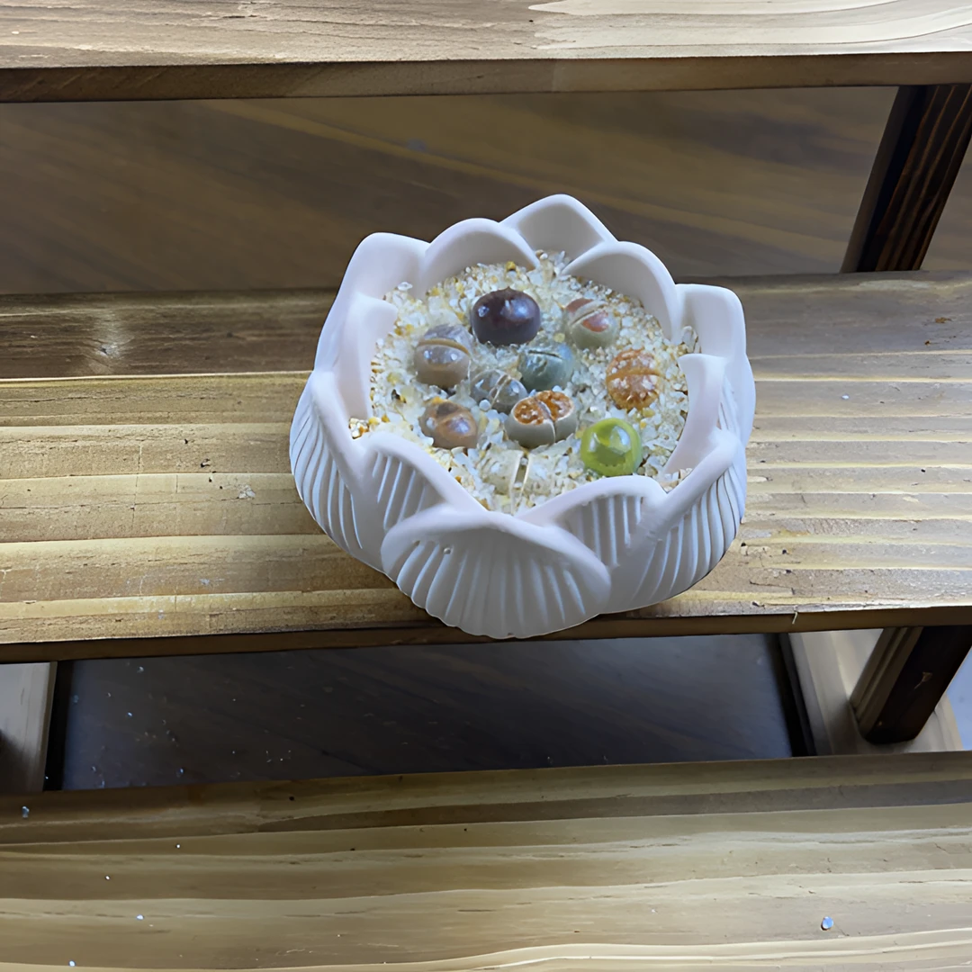 多肉绿植盆栽（莲花盆）多肉