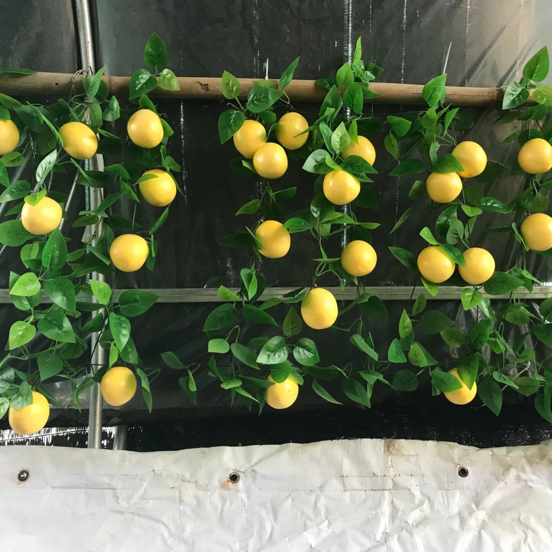 纯甜百香果爬藤超大超甜南方庭院可种