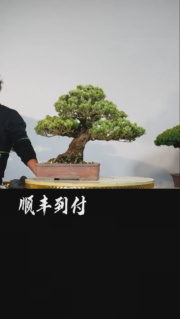 【闪购商品】1大阪五针松