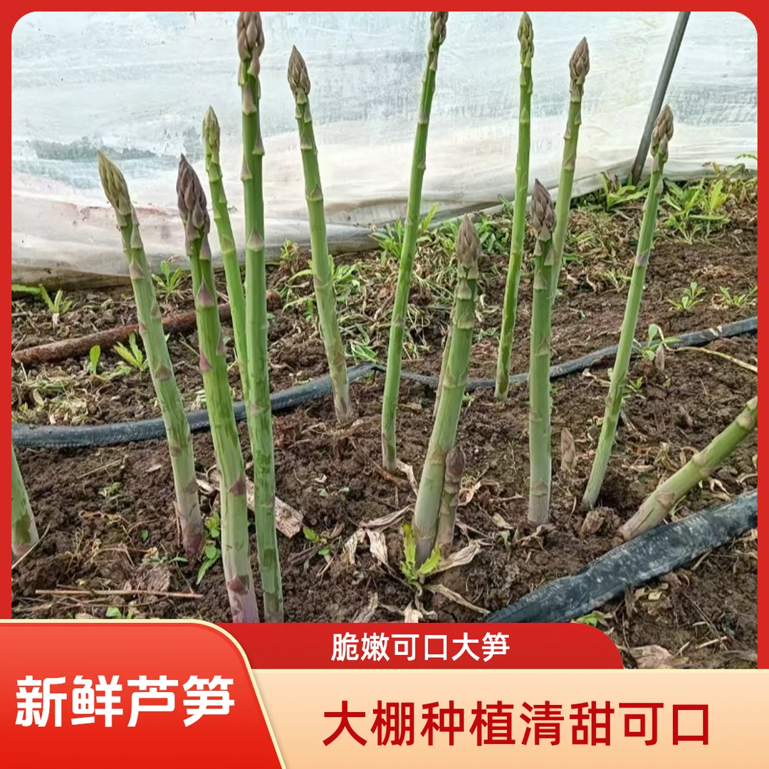 大棚芦笋2025头茬芦笋新鲜现采现发产地直销脆嫩可口健康蔬菜