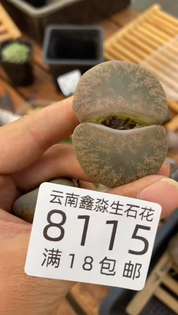 【闪购商品】8115特价一颗有疤