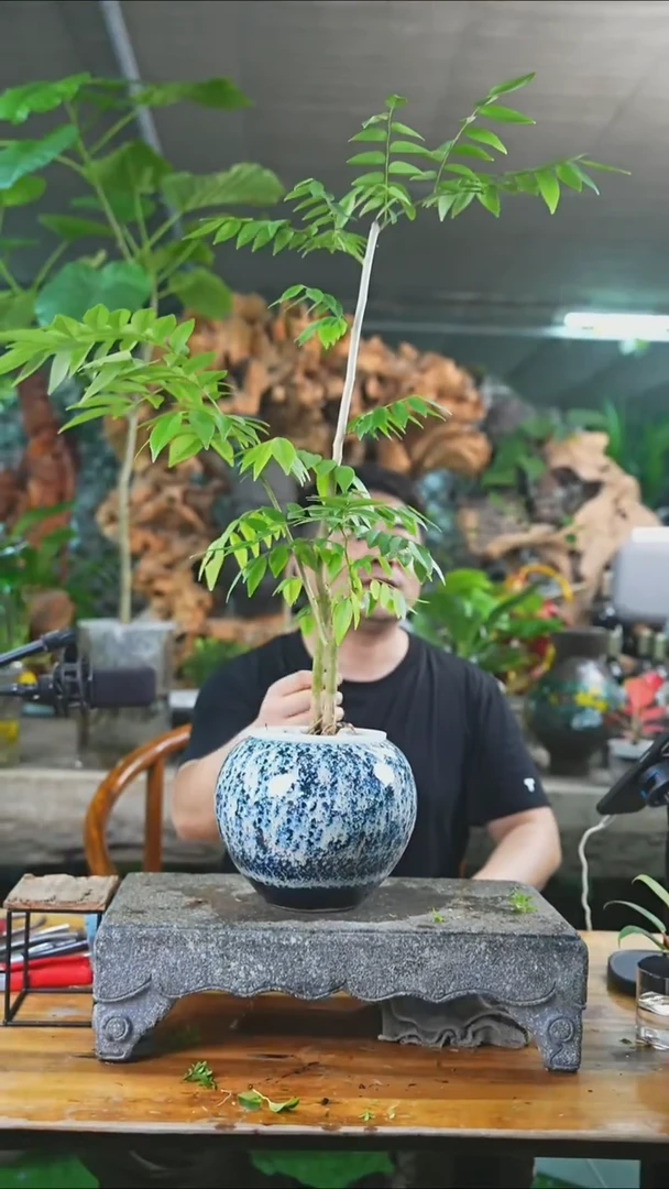 完全开放黄花梨359+