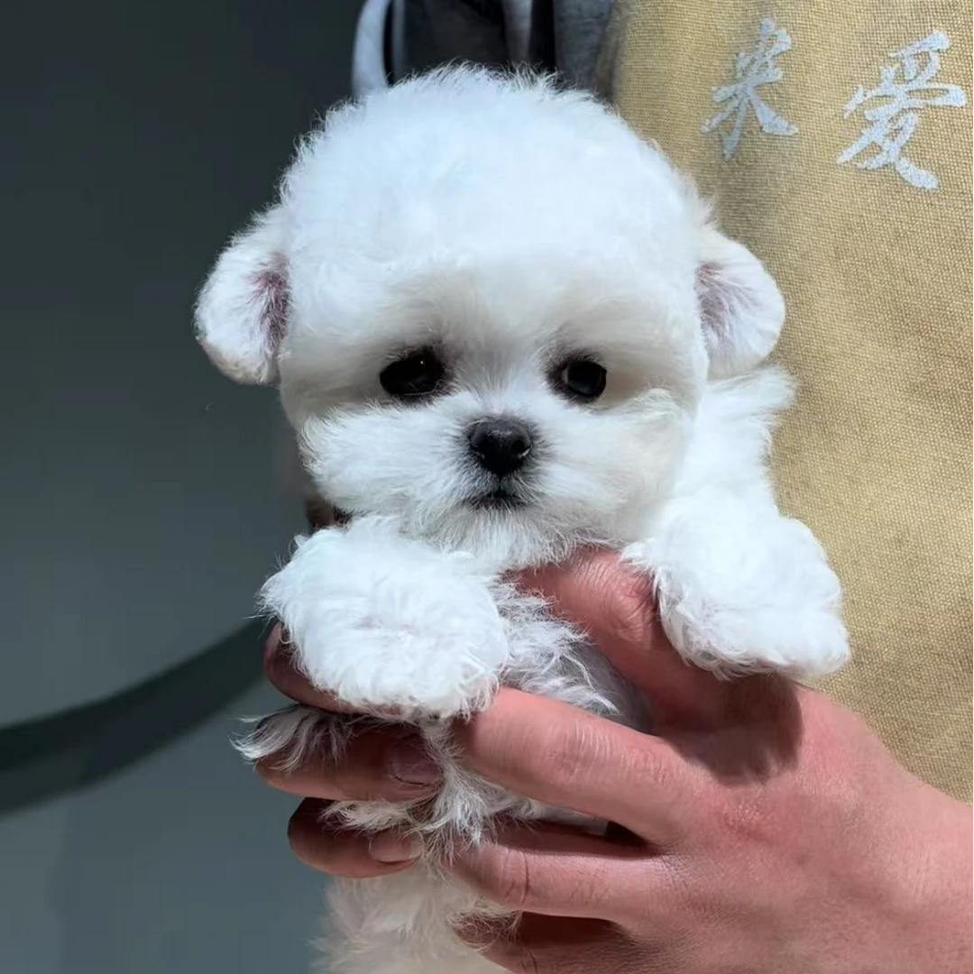 米爱宠屋比熊幼犬