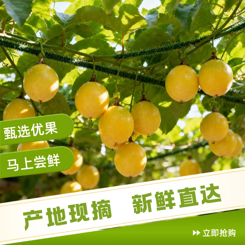 广西正宗新鲜钦蜜9号百香果当季水果香甜多汁