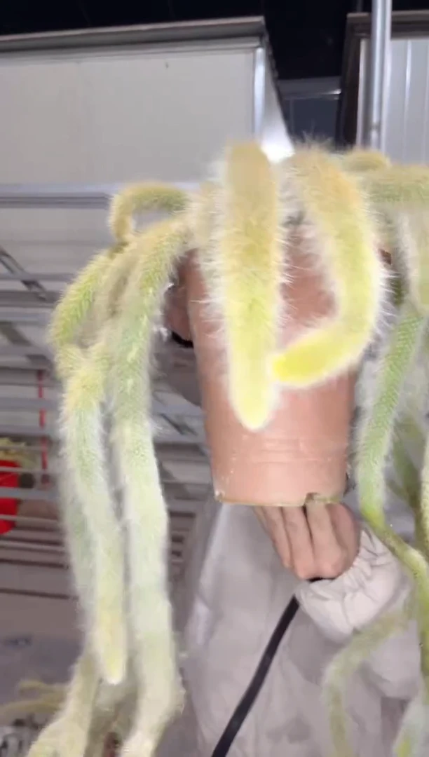 【闪购商品】超多头九尾狐群