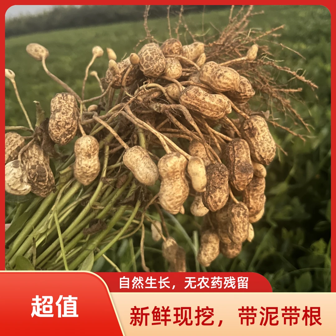 当季新鲜带壳带泥湿花生红皮粉皮现挖现发可水煮