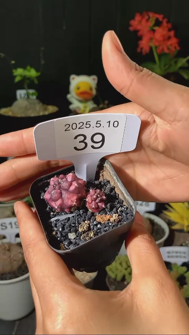 39号5.10 梦想仙人球带盆