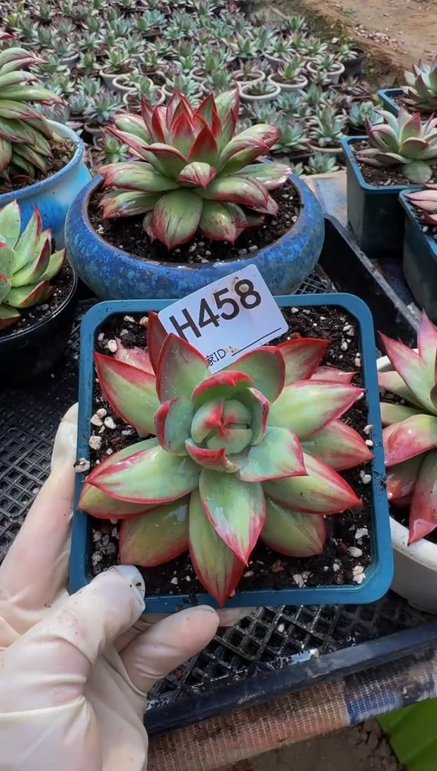 H458惊鸿仙子（裸根发货）