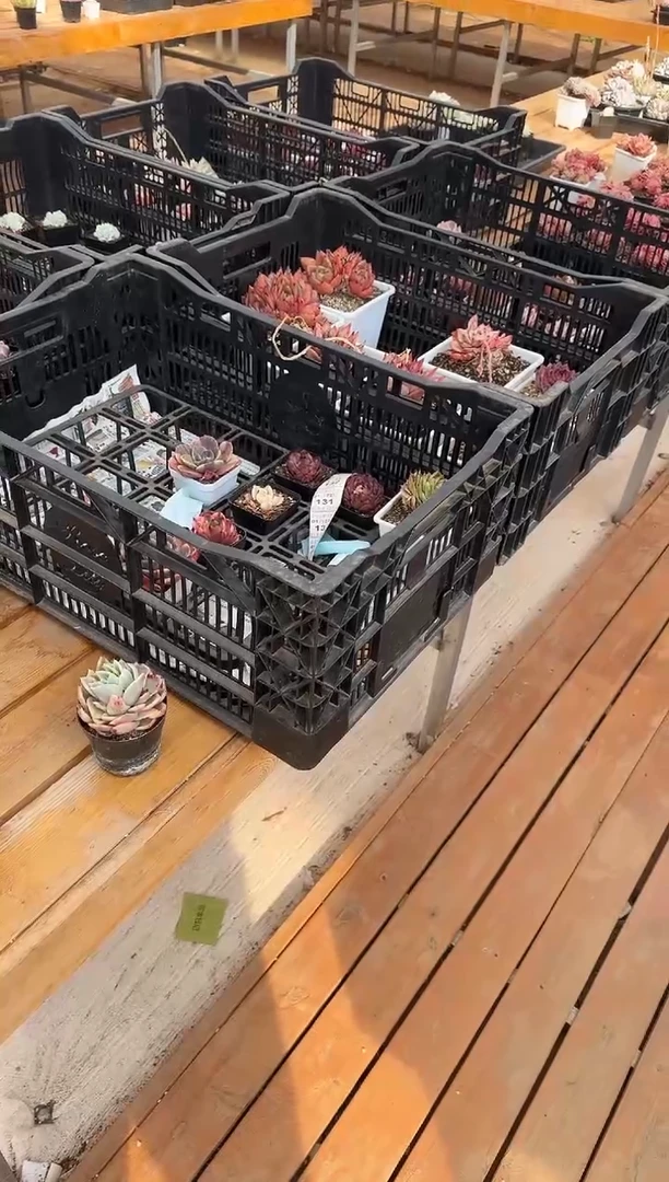 【闪购商品】0210-127多肉2颗（宁缺毋庸专拍）