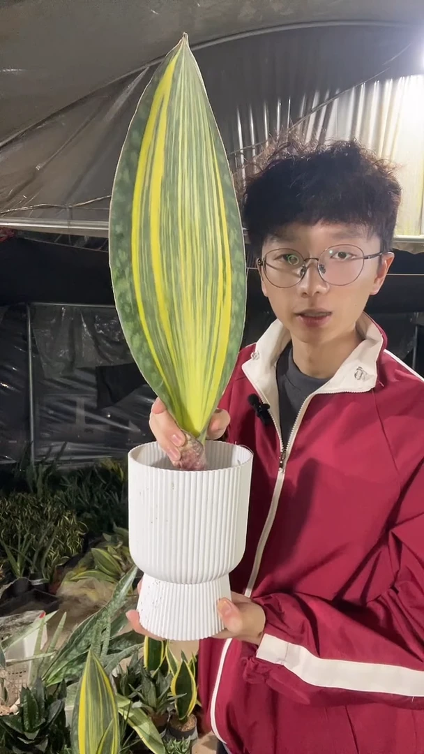 35厘米起单叶黄金宝镜16.8