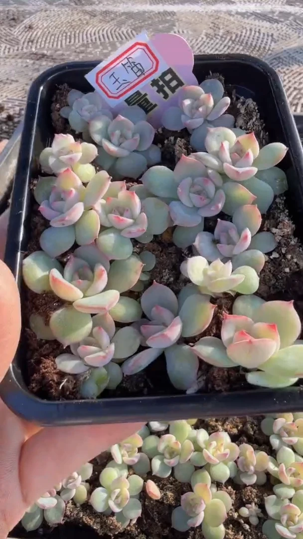 玉笛切糕 量拍多肉植物