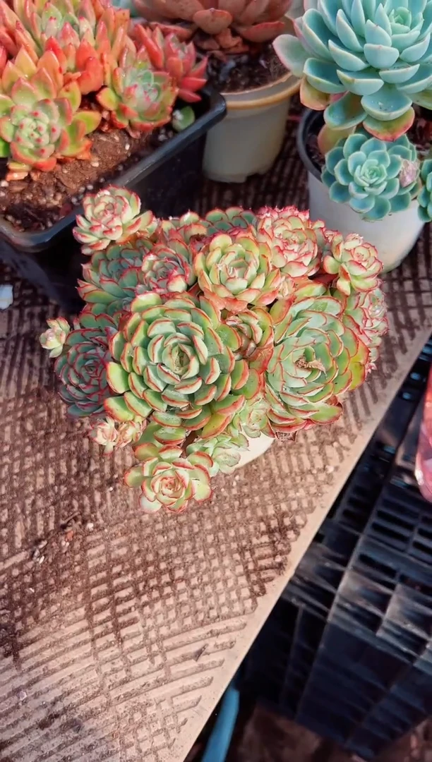 用****1多肉植物一物一拍07052