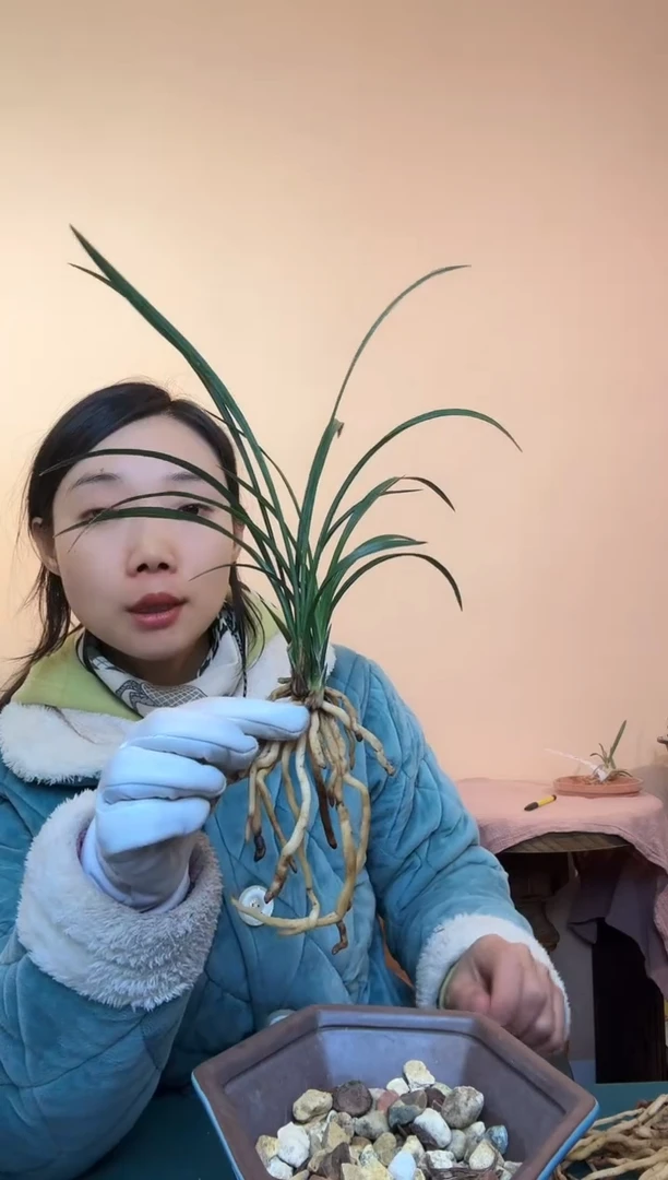 完全开放春兰老种宋梅3456