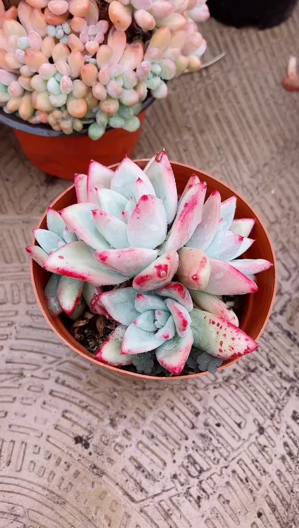 【闪购商品】03582