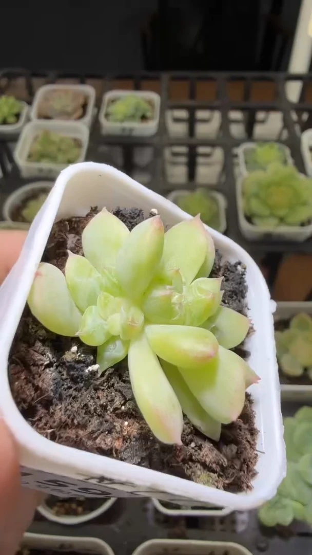 1594  舟舟T1多肉植物