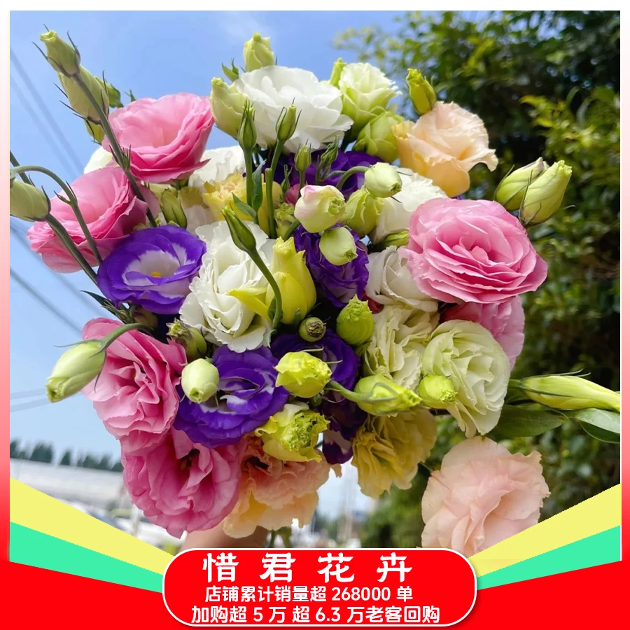 【洋桔梗混色】拍二单升级发顺丰/京东 家用鲜花直播间直播卖花