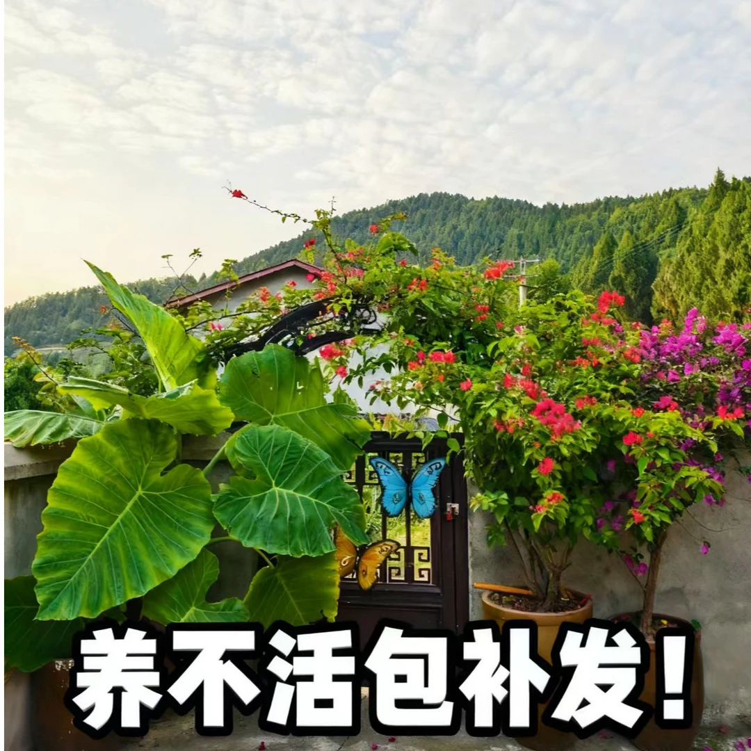 巨型大叶象耳芋滴水观音网红绿植庭院造景净化空气四季常绿盆栽