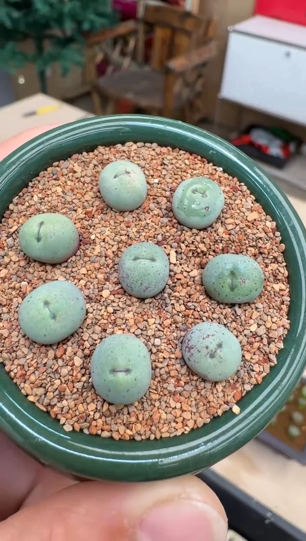 【闪购商品】19-7小姓嘴一颗