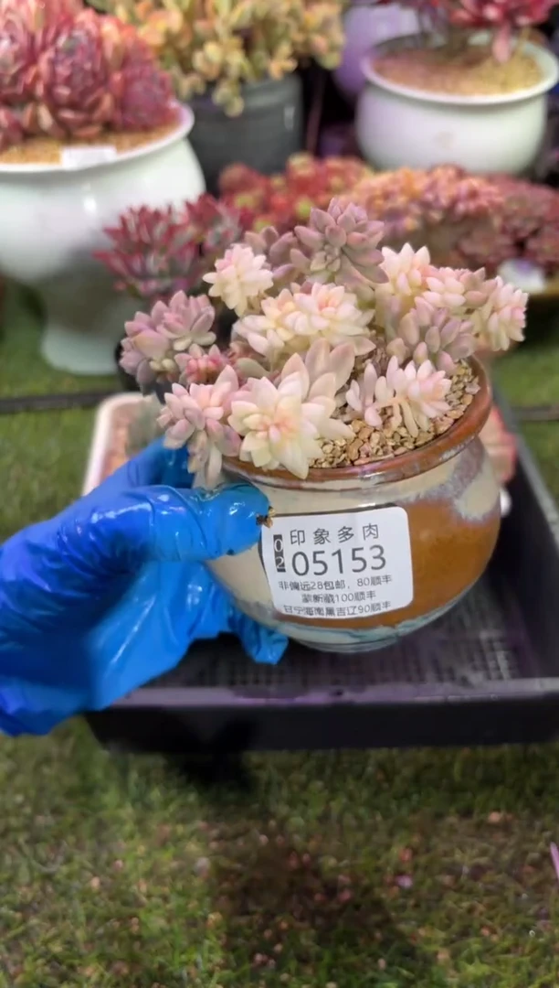 【闪购商品】05153脱土带盆