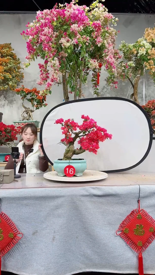 【闪购商品】盆景四季同安红