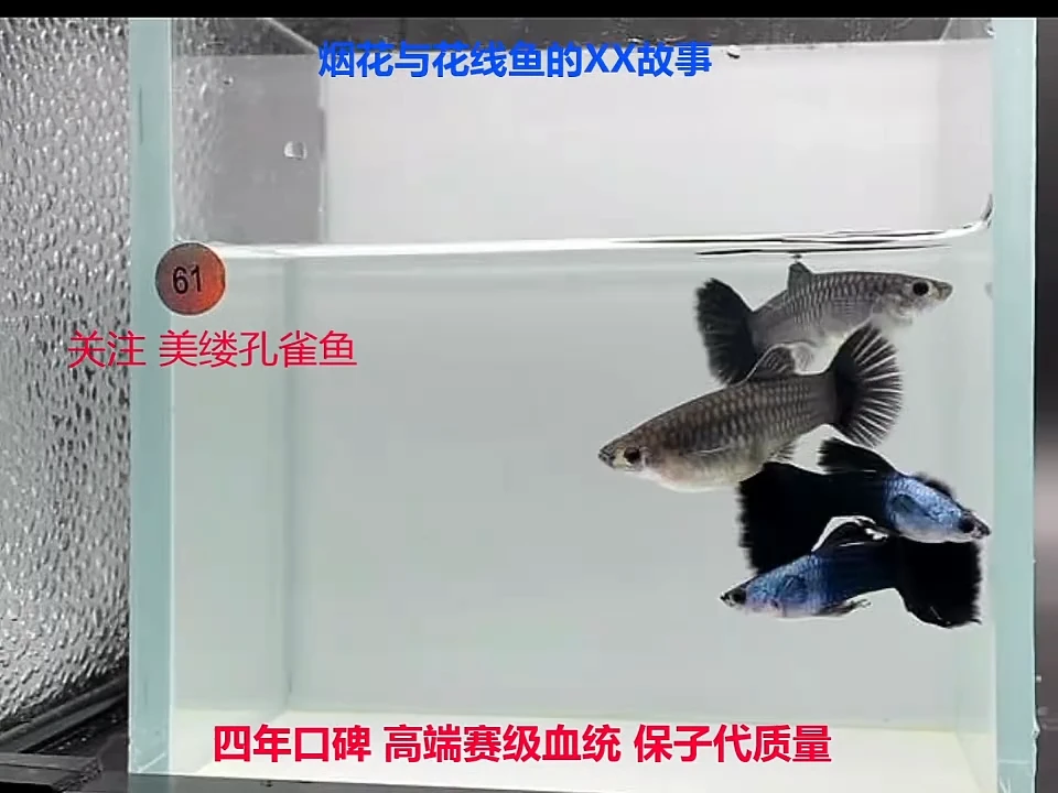 孔雀鱼高端艾尔银蓝礼服2对