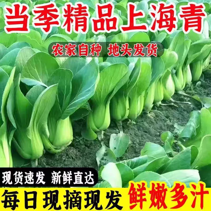 【小棵精品】上海青新鲜小油菜宝宝辅食农家绿色小白菜香菇菜火锅菜