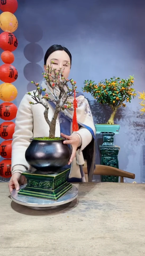 【闪购商品】盆景海棠 长寿冠