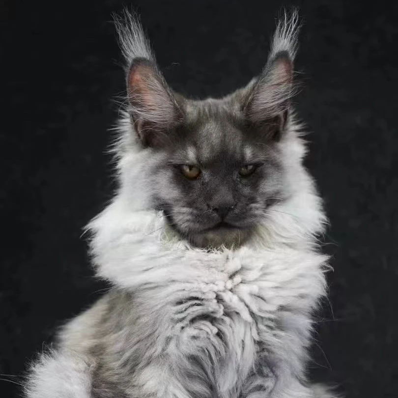 【俄版纯血统】缅因猫西伯利亚森林猫