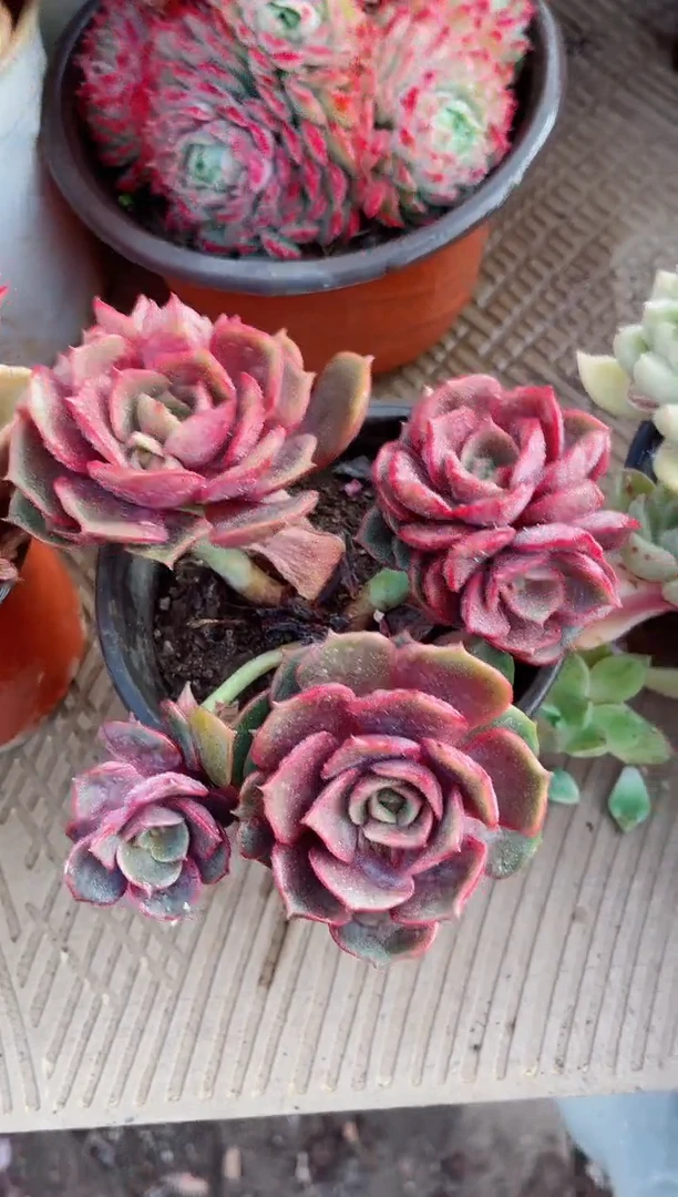 【闪购商品】02302