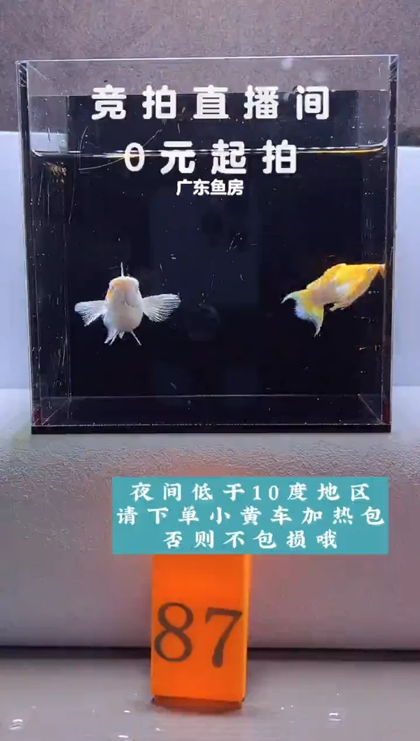 孔雀鱼樱花钻石眼玛丽球一对编号87
