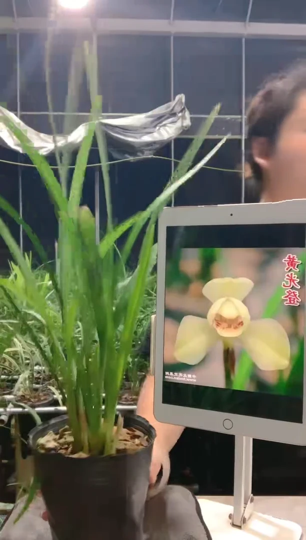 大部分开放少量花苞渔**晚黄光登