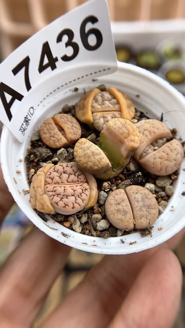 【闪购商品】7436直播间一物一拍链接