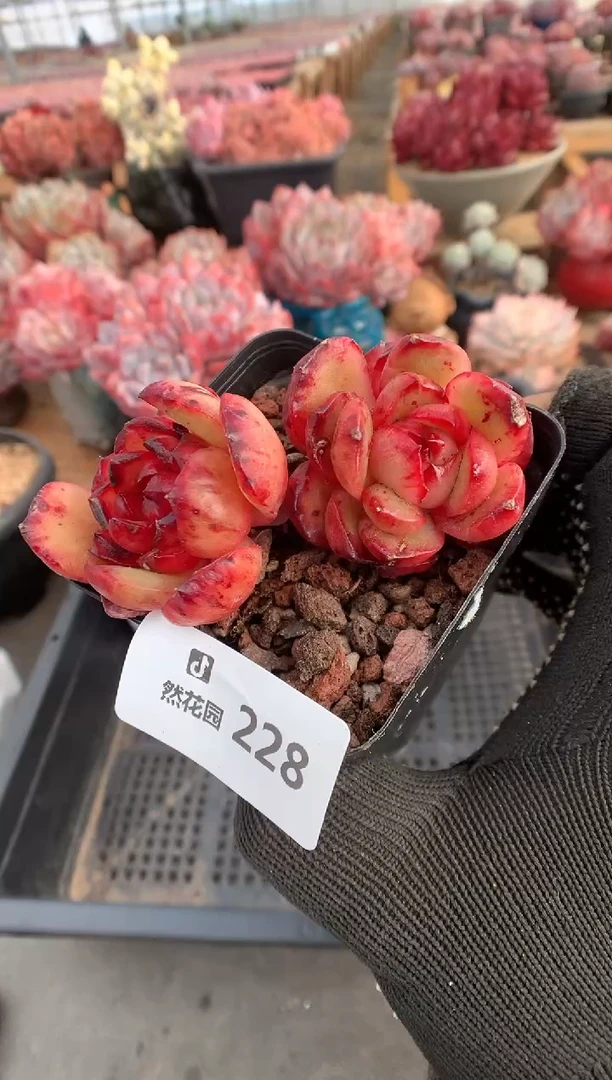 228蒙布朗多肉植物一物一拍