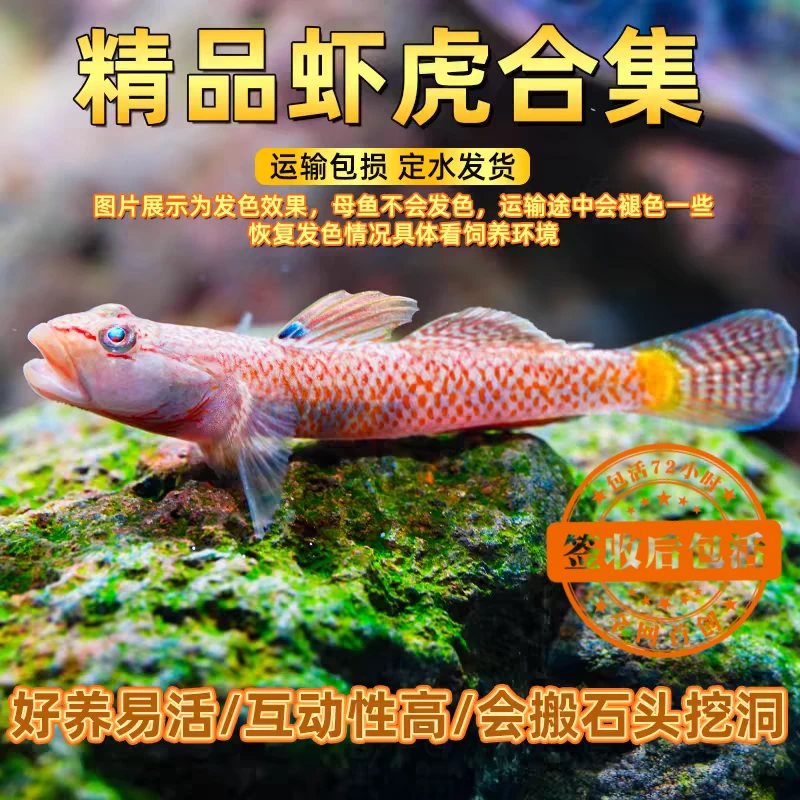【小缸精灵】千岛湖原生虾虎鱼溪涧虾虎子陵虾虎品种随机发