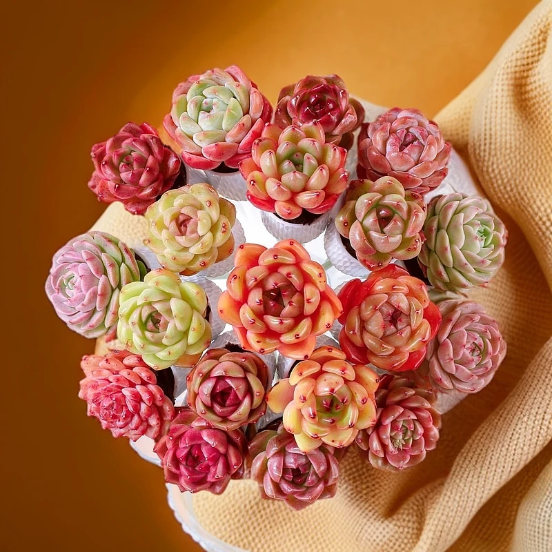 精品溏心珍妮无土多肉花束18支含花瓶花托【所见即所得】