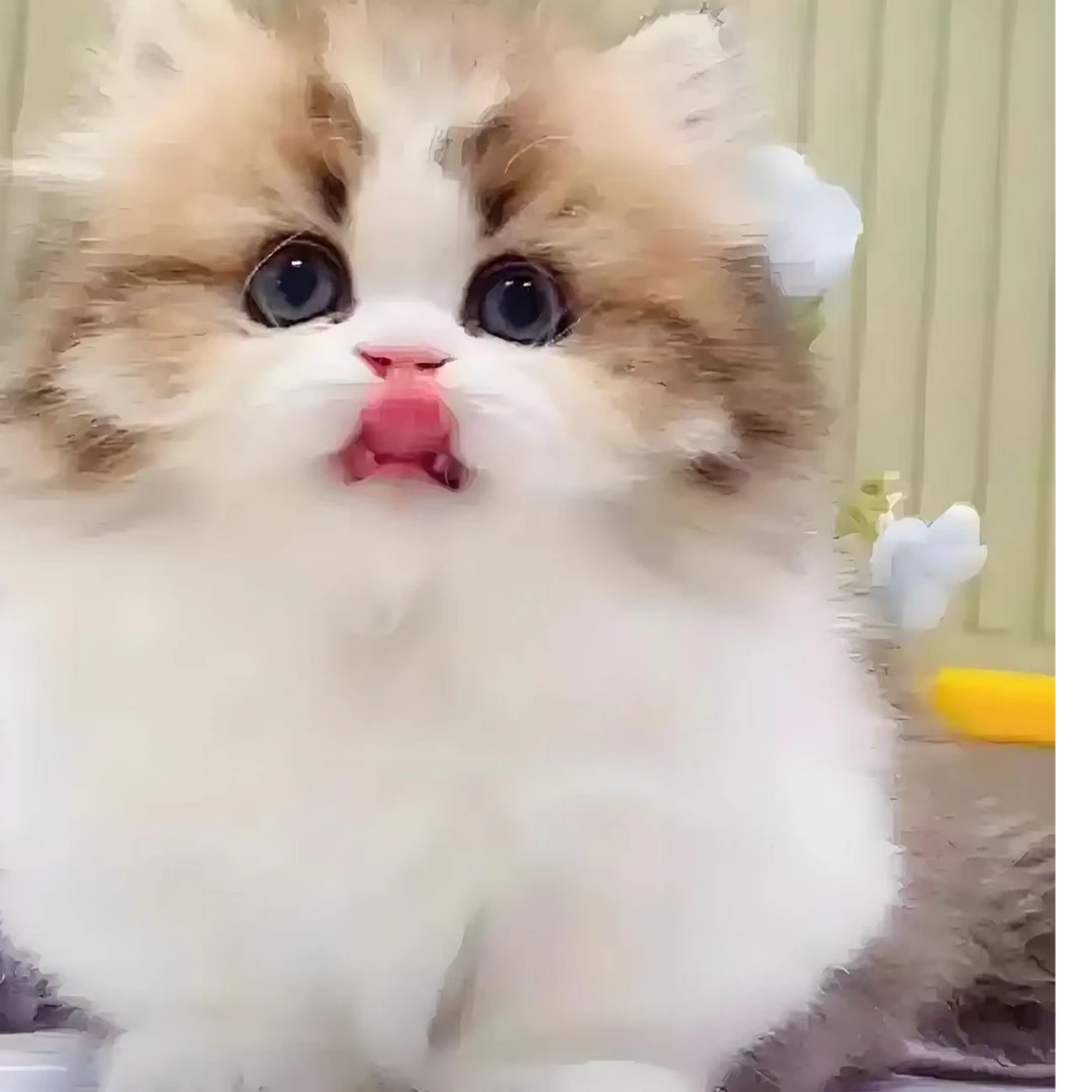 [顶奢萌宠】各种矮脚拿破仑曼基康