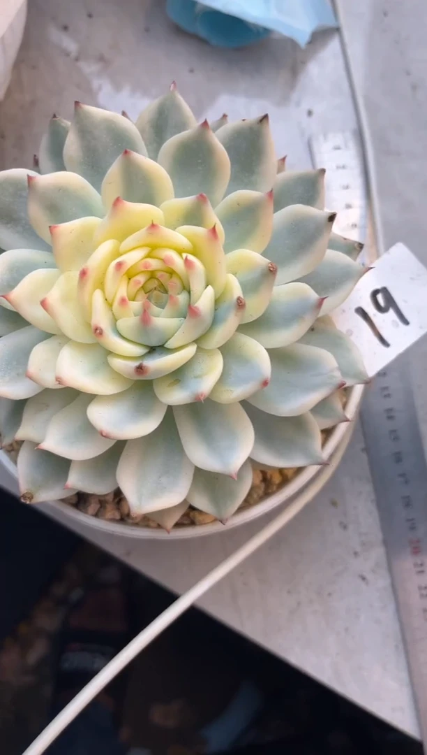 无花朵M****?10.5-19吉娃娃 锦11111111111111111