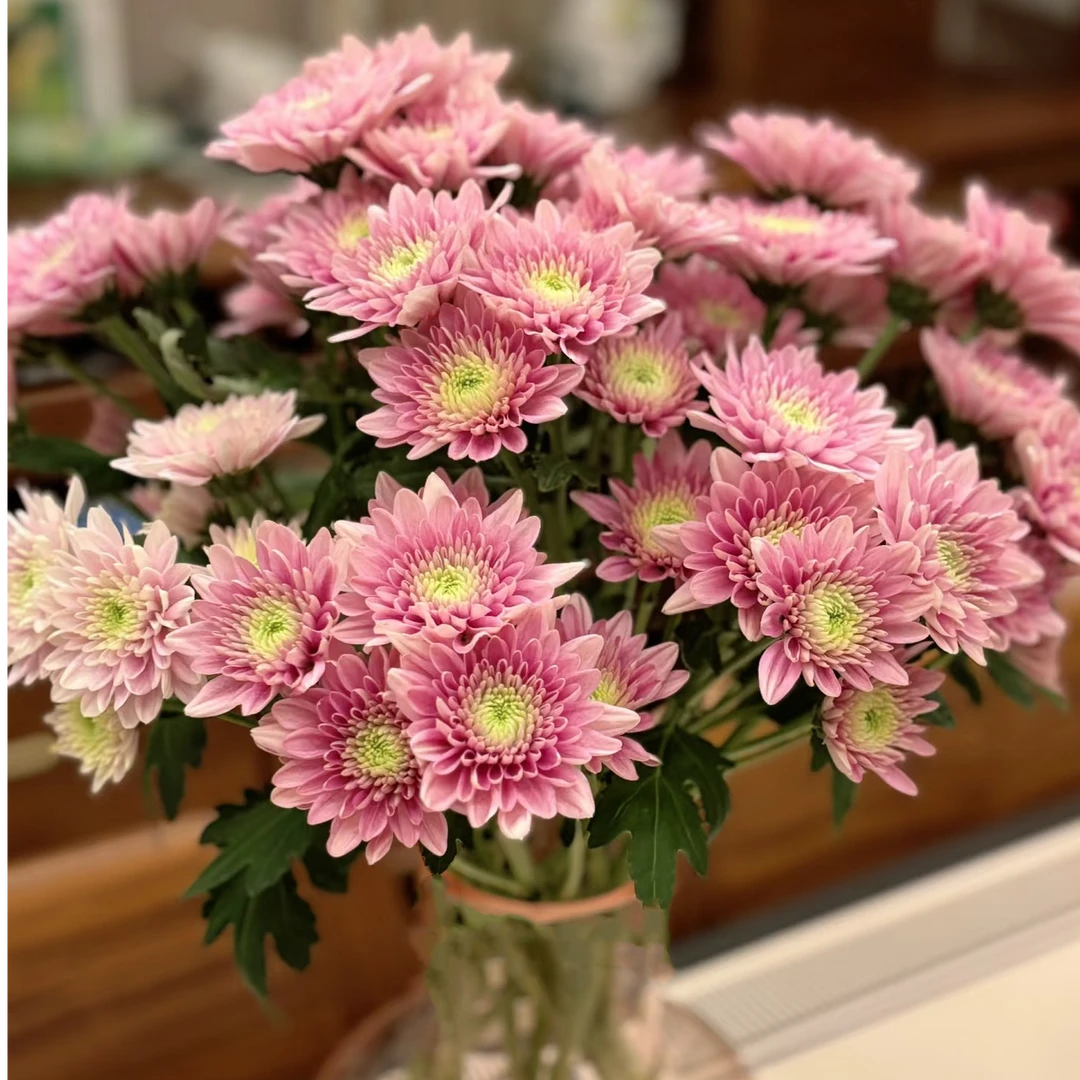 【花和优品】神仙粉——小菊