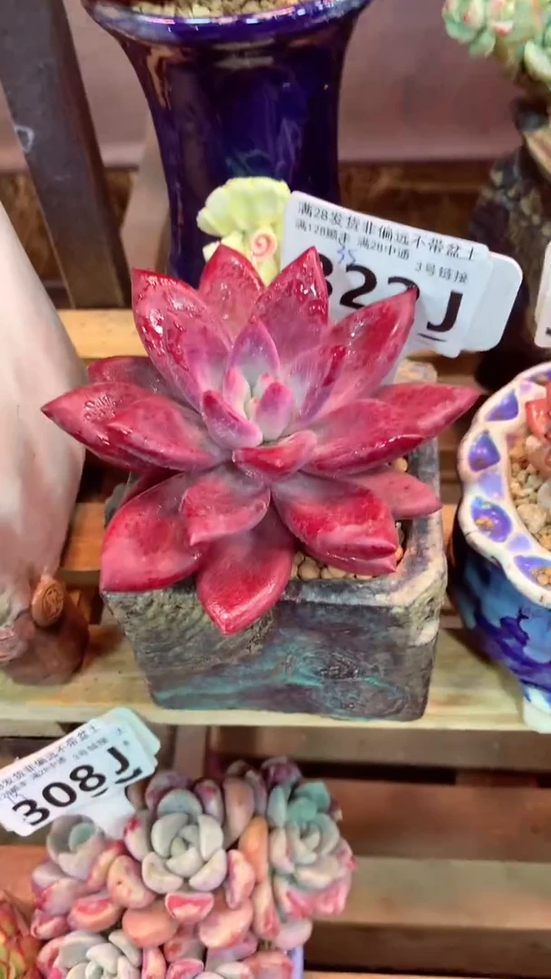 322J（一物一拍，精品多肉，所见即所得 ）