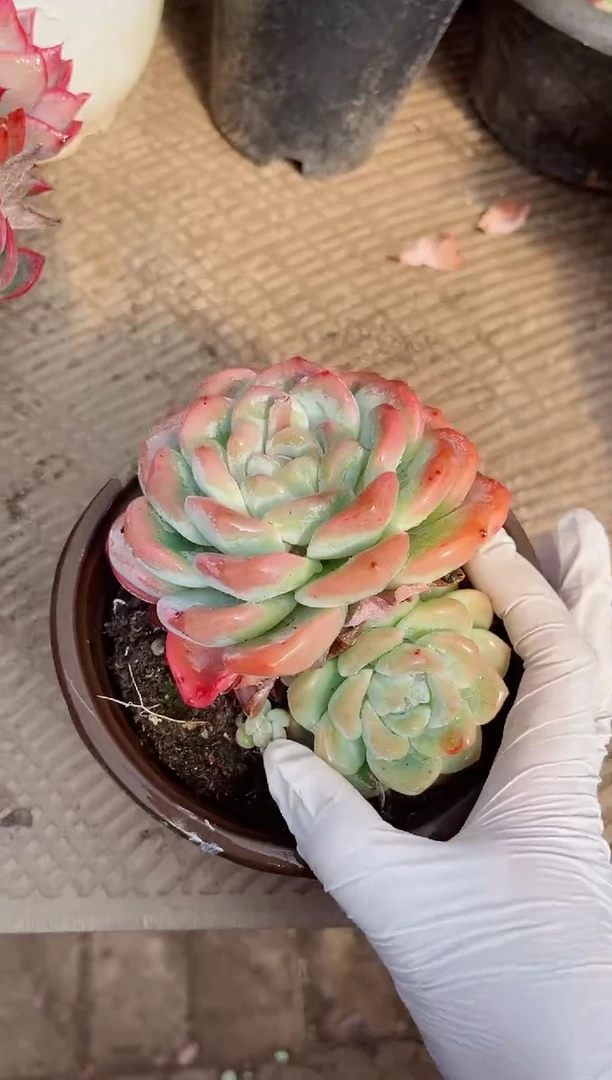 【闪购商品】02670