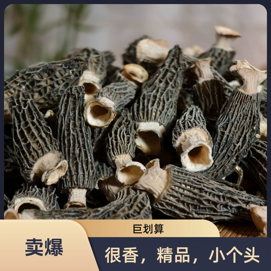 【菌川源】宝宝菇|羊肚菌干货|北纬31°川东秘境