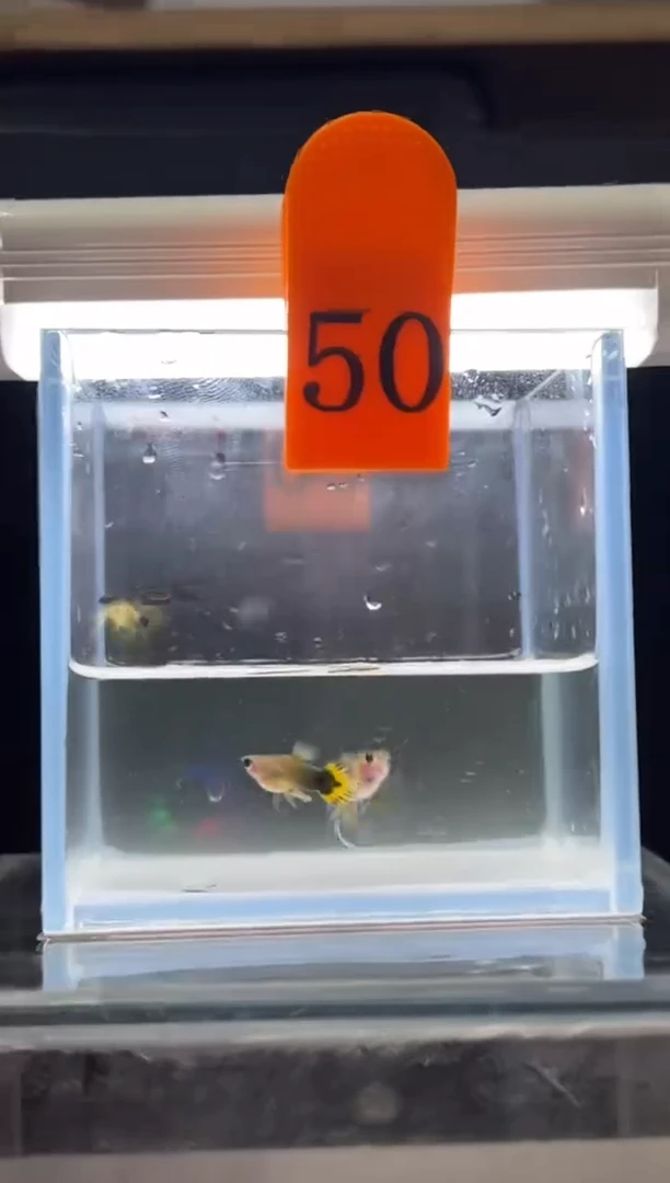 孔雀鱼小蜜蜂短C编号50