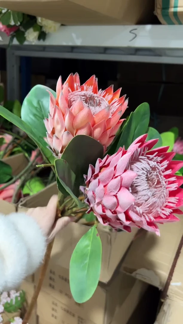 2枝混色凤梨帝王