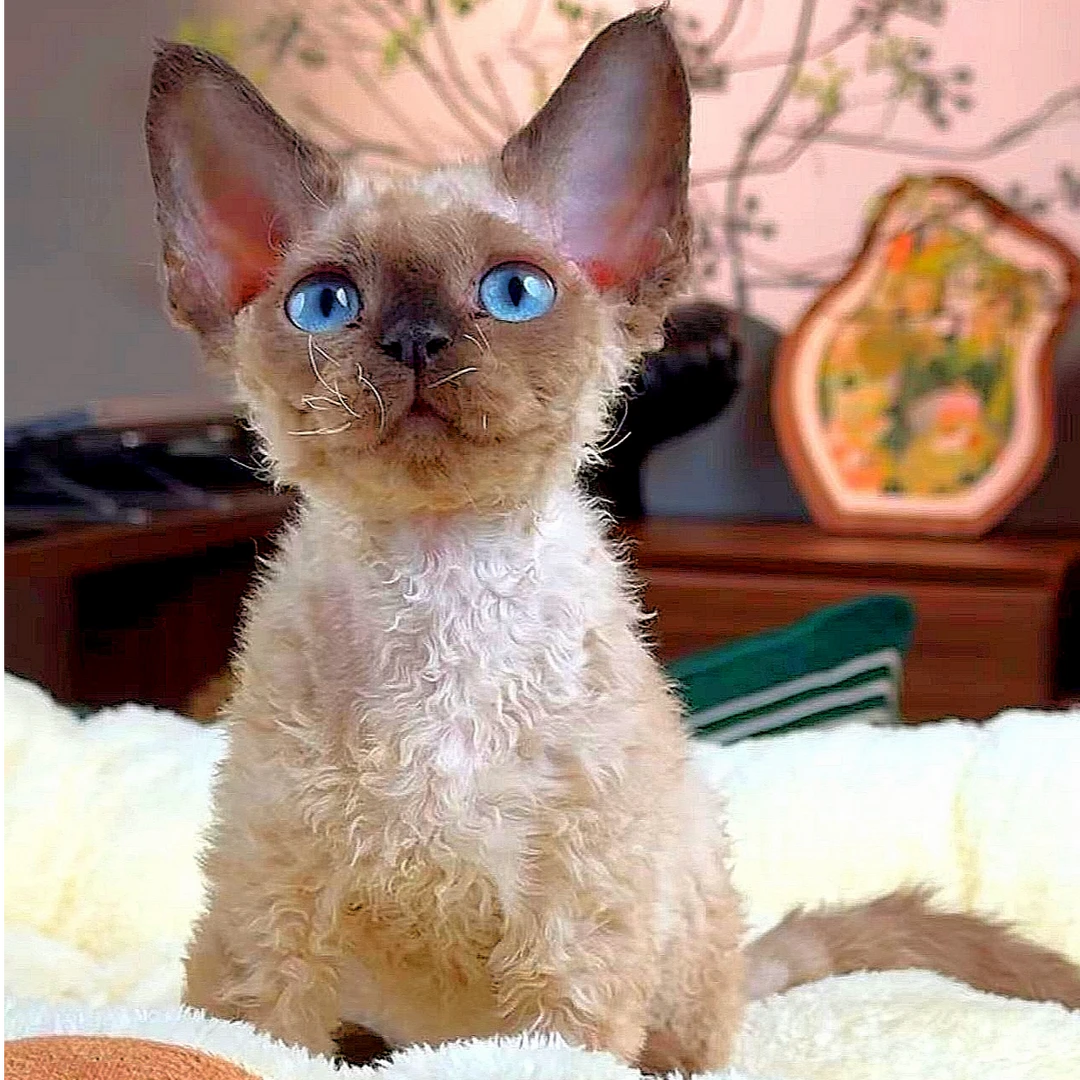 【喵颜社】重点色弟弟，德文卷毛猫（接猫咨询客服）