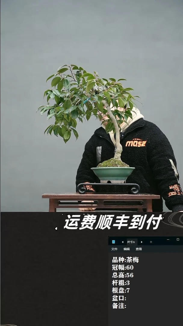 【闪购商品】33 茶梅