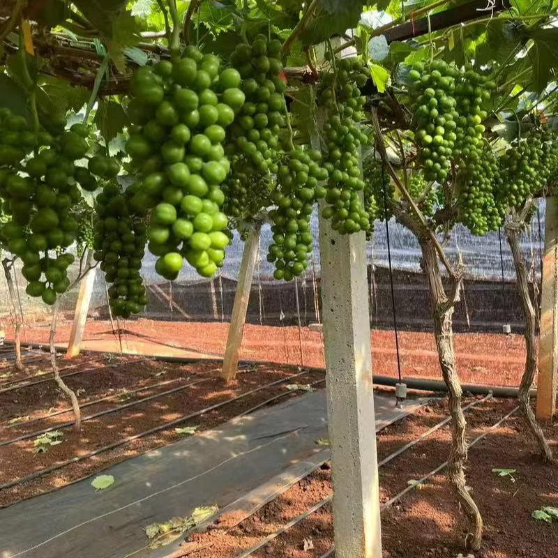 优质带叶葡萄苗耐寒耐高温带土带果顺丰发货（带土带叶发货）