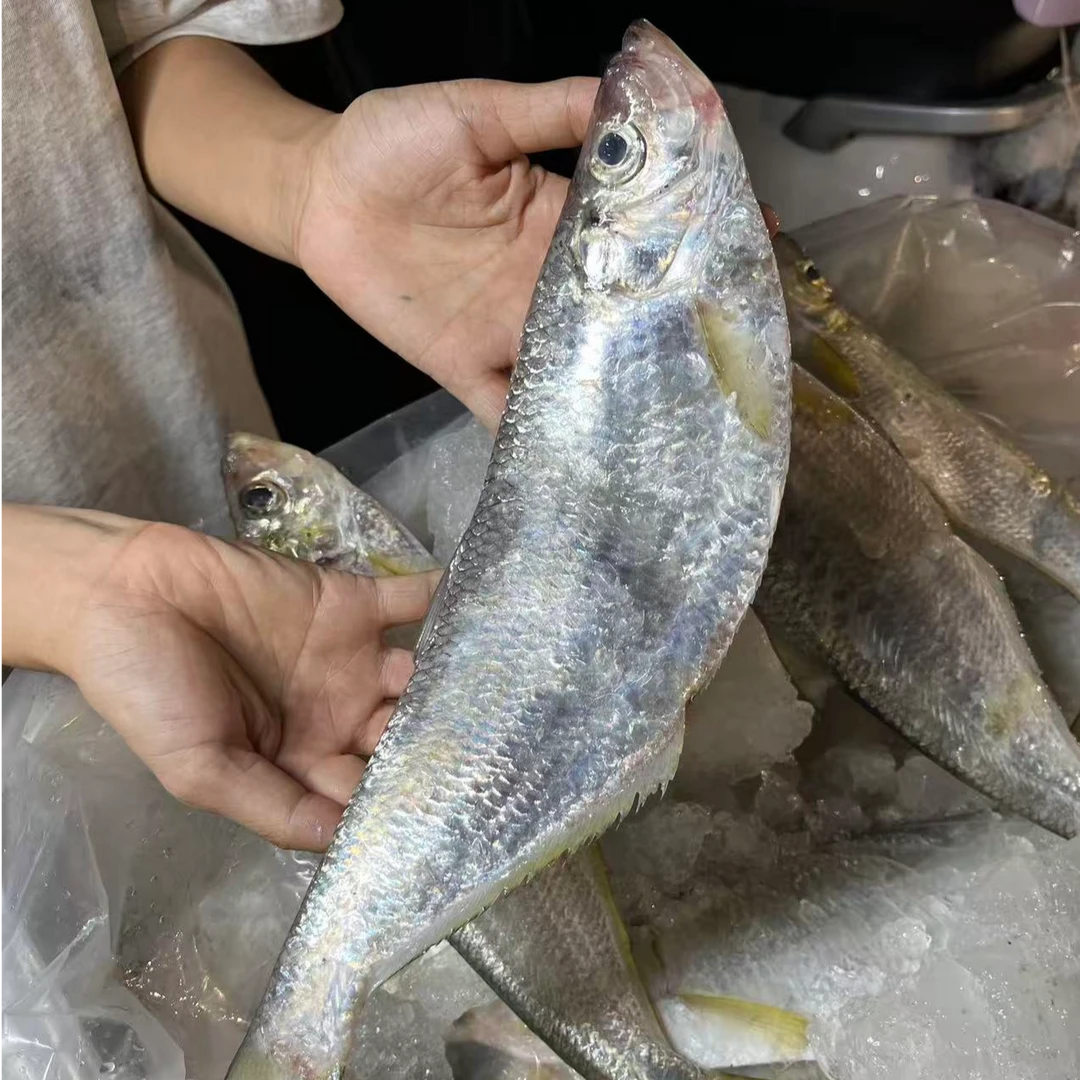 舟山新鲜海捕鳓鱼 1条装 250g-300g  顺丰冷链包邮