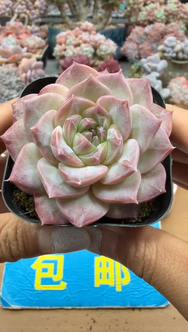 东云多肉园二店-47